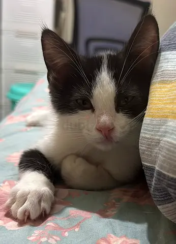 Urgent!! FREE !! FREE!! Adorable Playful Kitten Looking for a Loving Home