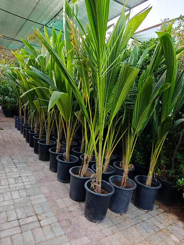 Nariyal Coconut Palm 2m HT