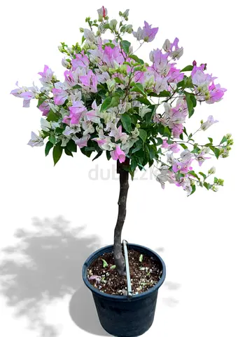 Bougainvillea Coco-Ice 60/80cm | Pink  White Bracts | 10L Pot | Viva Verda UAE