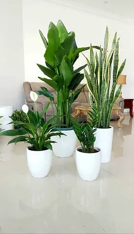 Bird of Paradise, Snake Plant, ZZ  Peace Lily, Indoor Plants Set with Pots, UAE Decor