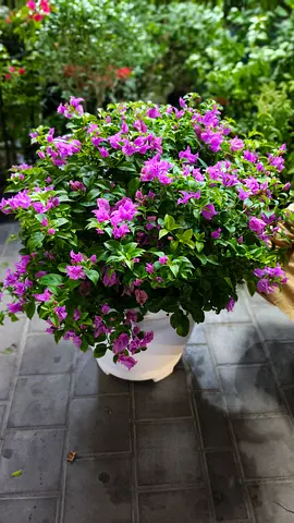 Well Bougainvillea