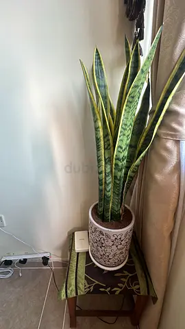 Lush Snake Plant in Decorative Pot