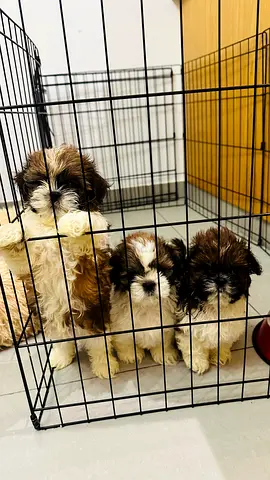 Adorable Pure breed Shih Tzu Puppy for adoption. Healthy and Vaccinated puppy with Passport  chip