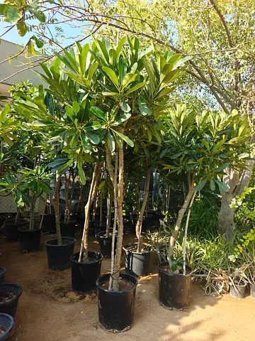 Plumeria / Frinjapani