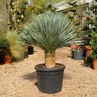 Yucca Rostrata 80–100 cm | Desert Palm Outdoor Plant | Drought Tolerant UAE