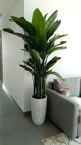 Beautiful Indoor Plant with Elegant Pot