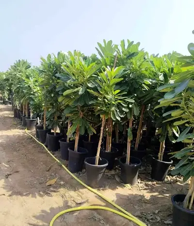 Frangipani palmera Trees for Sale - Perfect for Garden or Home Decoration