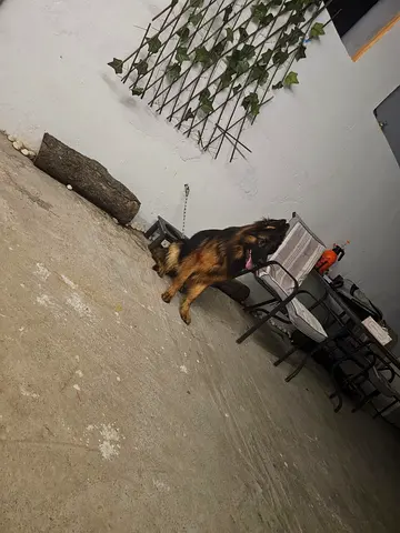 1_German shepherd black and tan 2_black jack