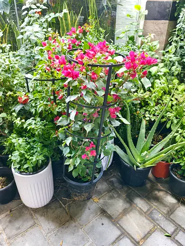 Outdoor plants