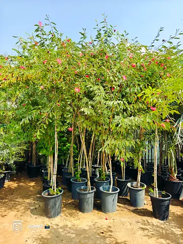 Beautiful Clindra with red flowers 3m HT