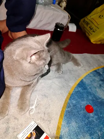 Charming Grey Cat Looking for a New Home