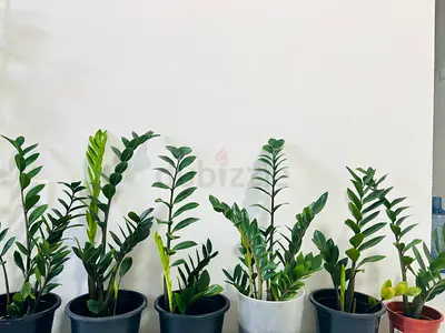 Lovely Indoor Plants for Sale