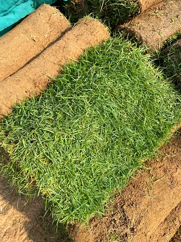 Natural Green Grass Turf for Your Outdoor Space