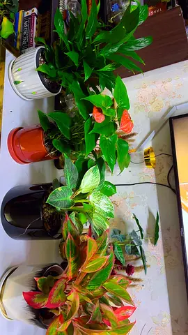 Indoor plants for sale