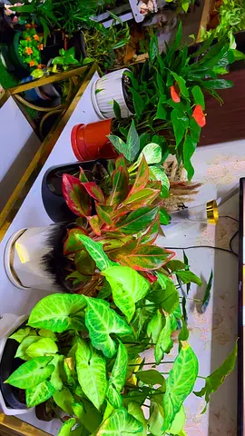 5 Indoor plants for sale