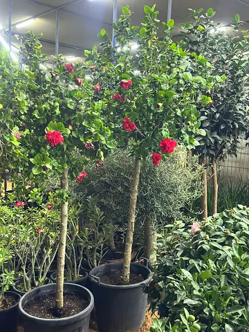 Thailand Hibiscus – Double-Petal Mature Tree | Year-Round Blooms