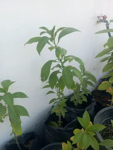 Young Baobab Plants for Sale - Perfect for Your Garden!