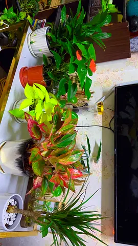 5 indoor plants for sale