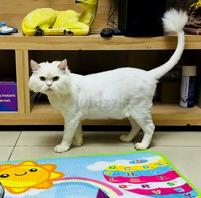 Fluffy cat for adoption