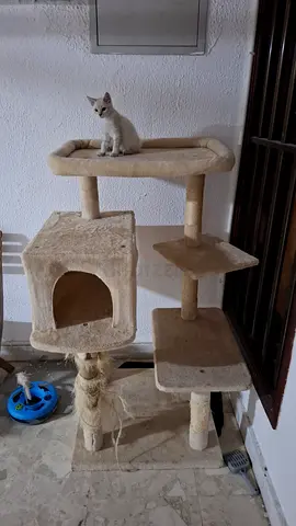 Cat tree