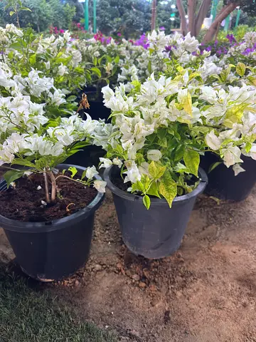 White, purple, and Red Bougainvillea – Elegant Blooms