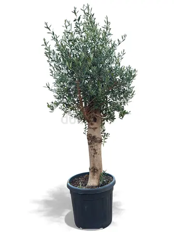 Spanish Olive Tree – Premium Evergreen in Nursery Pot (1.5–1.8m, 135mm Trunk)