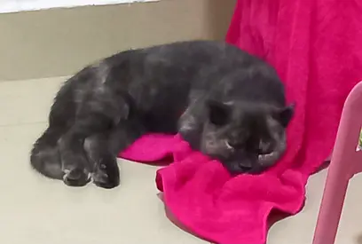 Cute and Cozy Cat Looking for a Loving Home