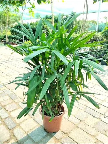 Raphics Palm Plants for sale