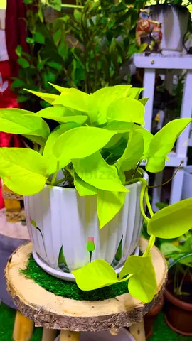 Neon pothos indoor plant for sale