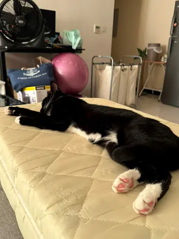 Cat looking for home