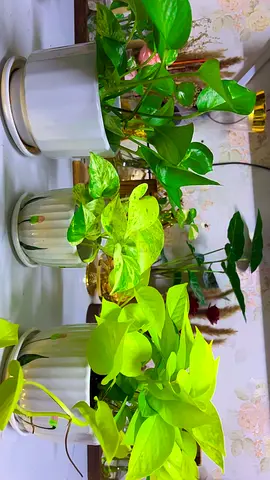 3 varieties of pothos