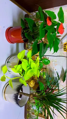 3 Indoor plants for sale