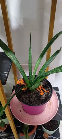 Stylish Indoor Plant with Unique Pot