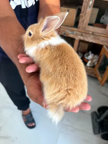 Adorable Baby Rabbit Looking for a Loving Home