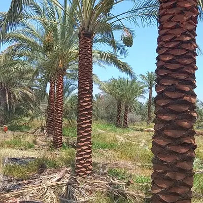 Date Palm Trees 3m HT