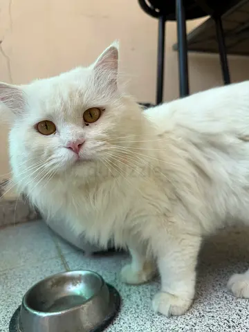 CAT FOUND IN AL SABKHA SHARJAH