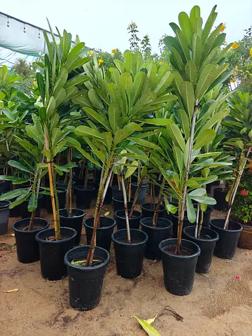 Frinjapani - Plumeria white flowers 2m