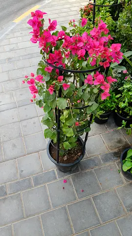 Bougainvillea outdoor