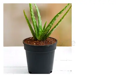 aloe vera plants for sale (Rolla, sharjah) , Near Rolla Park