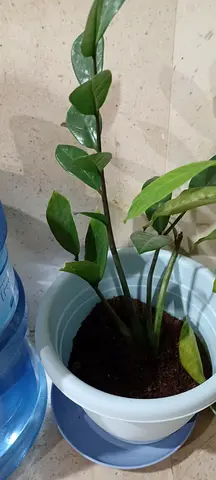 Indoor Potted Plant - Perfect for Home Decor