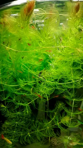 Vibrant Live Aquarium Plants for Sale