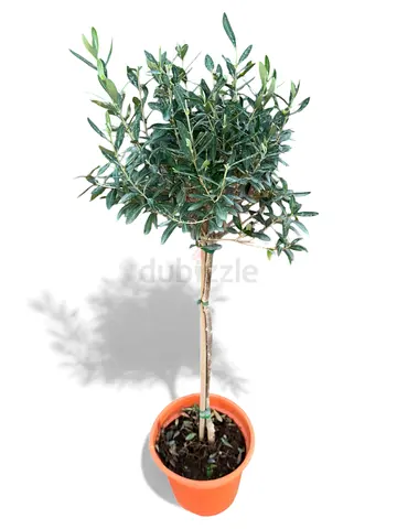 Olea europaea – Elegant Olive Tree (90–110cm)