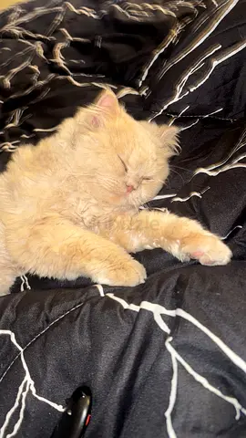 Adorable Persian Cat Looking for a Loving Home