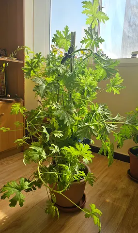 Plants for sale