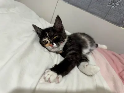 FREE! FREE! Adorable 3 month running Kitten Looking for a Loving Home