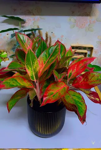 Aglonema indoor plant for sale