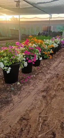 Colorful Bougenvilla for your garden