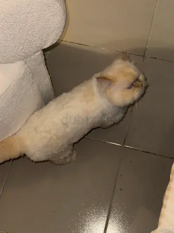 Lost cat in abu dhabi