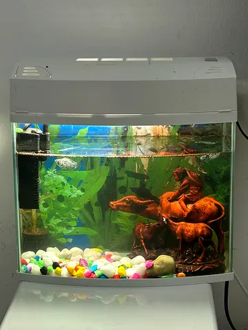 Stylish Aquarium with Decorative Elements and   Fish