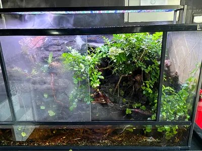 Beautifully Designed Aquascape Paludarium – 100 × 65 × 45 cm